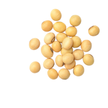 soybean_4